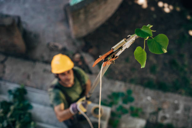 Best Tree Root Removal  in Zapata, TX